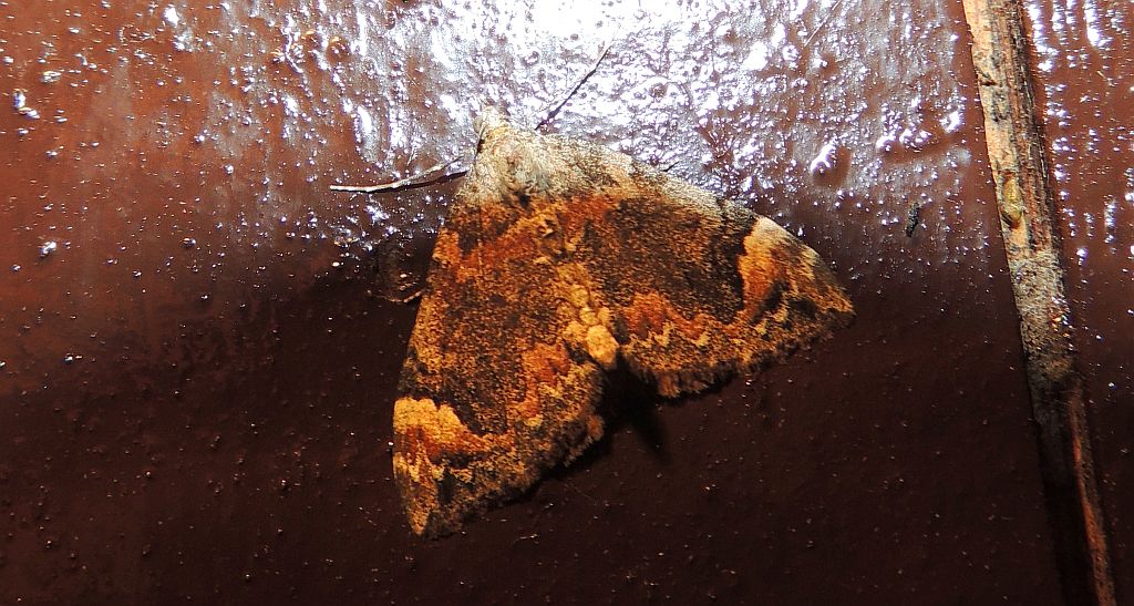 Paśnik cytryniak (Dysstroma citrata)