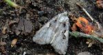 Rolnica panewka (Rhyacia c-nigrum L)