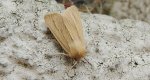 Mokradlica (Mythimna pallens)