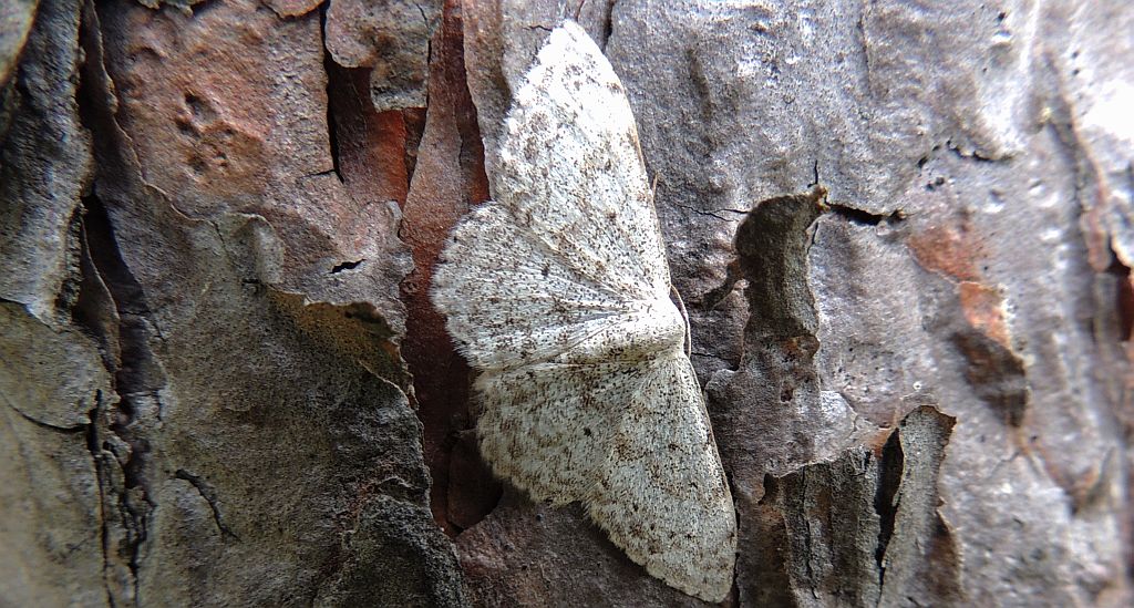 Wątlak kieliszniczak (Scopula emutaria)