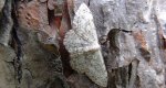 Wątlak kieliszniczak (Scopula emutaria)