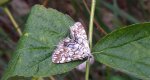 Nimfa świtezianka (Elophila nymphaeata)