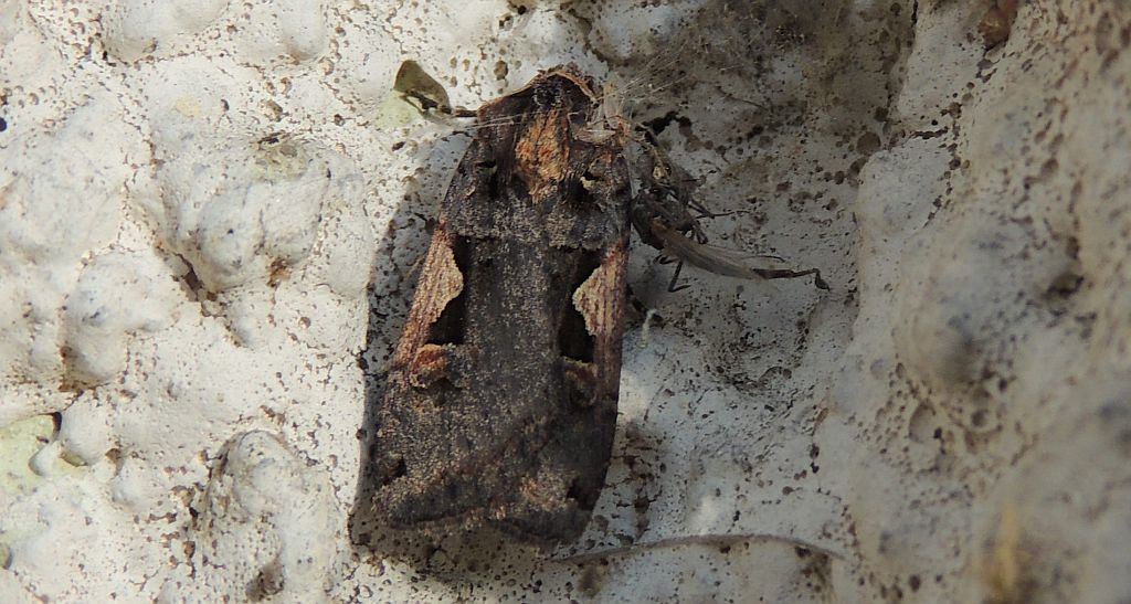 Rolnica panewka (Rhyacia c-nigrum L)