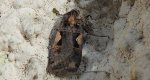 Rolnica panewka (Rhyacia c-nigrum L)