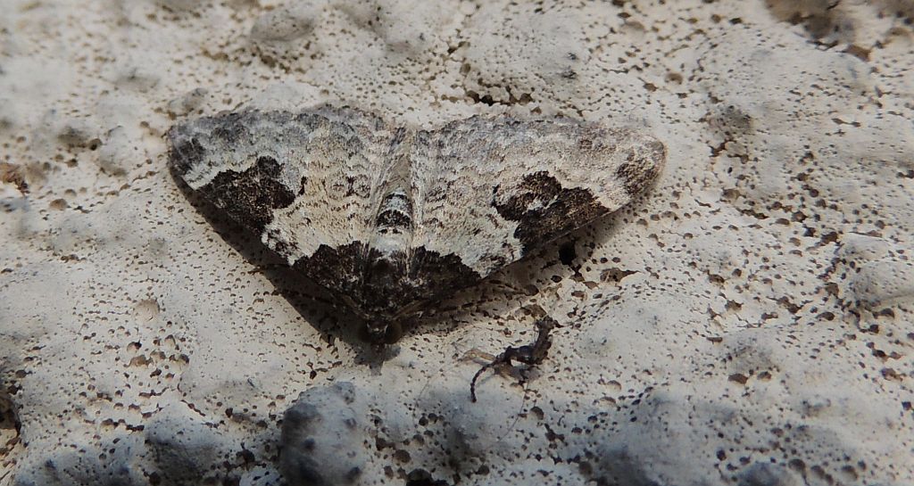 Paśnik chrzaniak (Xanthorhoe fluctuata)