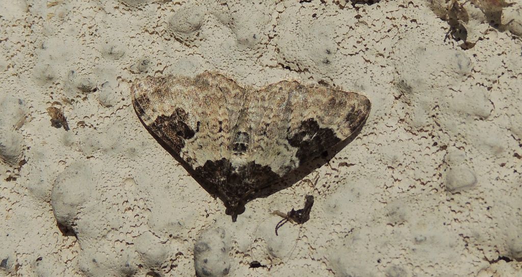 Paśnik chrzaniak (Xanthorhoe fluctuata)