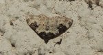 Paśnik chrzaniak (Xanthorhoe fluctuata)