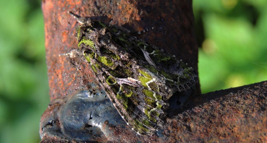 Agatówka łobodnica (Trachea atriplicis)
