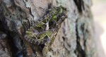 Agatówka łobodnica (Trachea atriplicis)