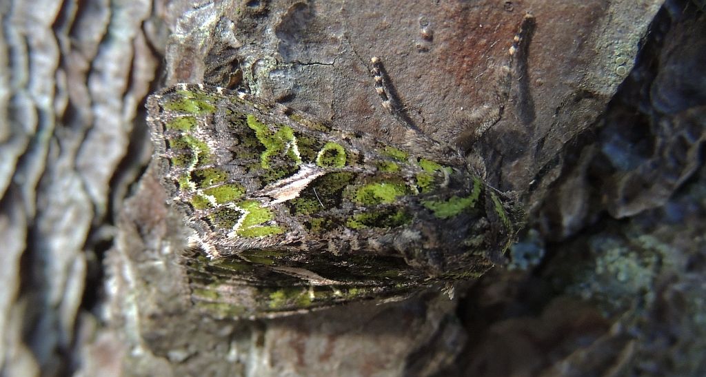 Agatówka łobodnica (Trachea atriplicis)