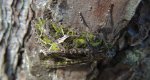 Agatówka łobodnica (Trachea atriplicis)