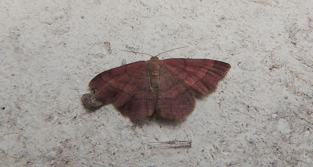 Wątlak rdzawiak (Scopula rubiginata)