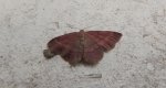 Wątlak rdzawiak (Scopula rubiginata)