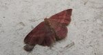 Wątlak rdzawiak (Scopula rubiginata)
