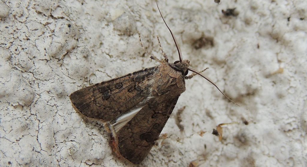 Rolnica zbożówka (Agrotis segetum)
