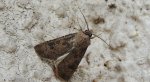 Rolnica zbożówka (Agrotis segetum)