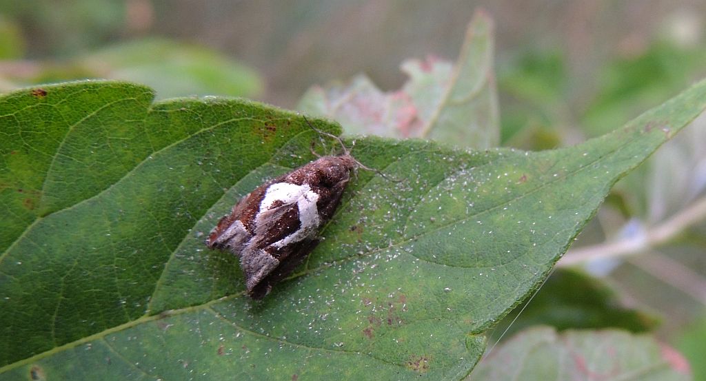 Epiblema foenella