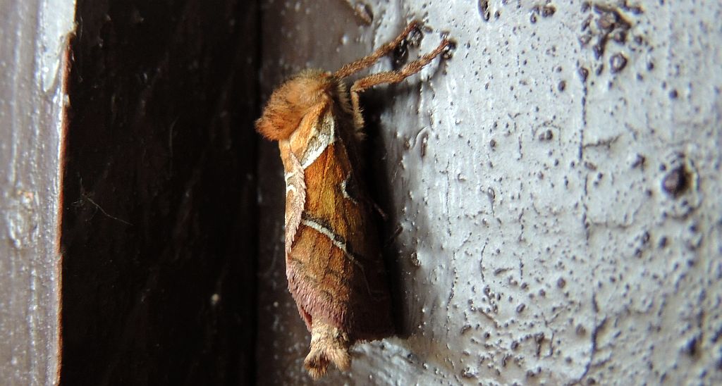 Krótkowąs leśny (Triodia sylvina)