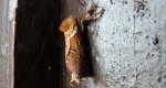 Krótkowąs leśny (Triodia sylvina)