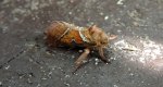 Krótkowąs leśny (Triodia sylvina)