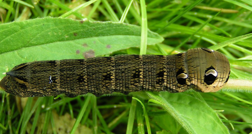 Zmrocznik gładysz (Deilephila elpenor)