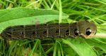 Zmrocznik gładysz (Deilephila elpenor)