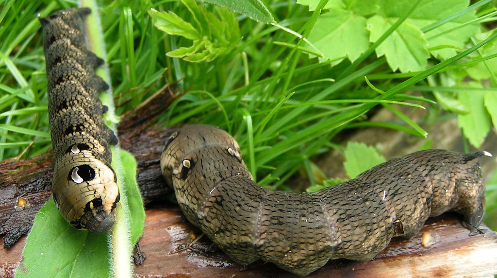 Zmrocznik gładysz (Deilephila elpenor)