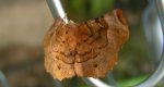 Skrzytek dereniak (Selenia tetralunaria)