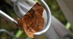 Skrzytek dereniak (Selenia tetralunaria)