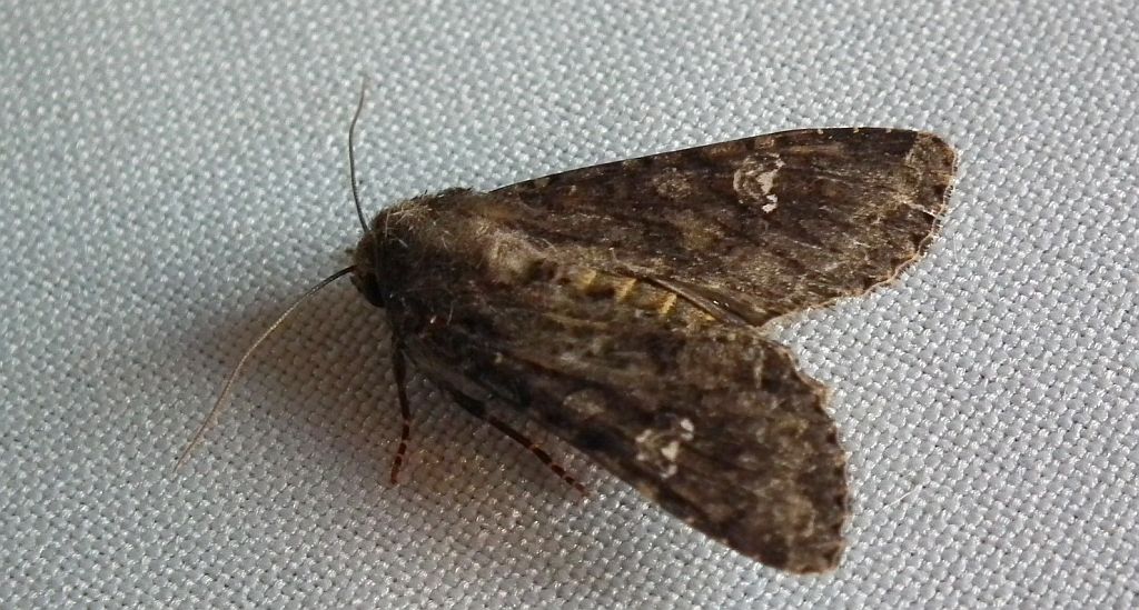 Piętnówka rdestówka (Melanchra persicariae)