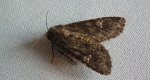 Piętnówka rdestówka (Melanchra persicariae)