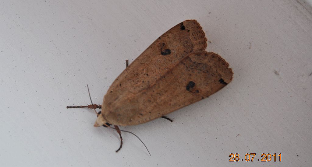 Rolnica tasiemka (Noctua pronuba)