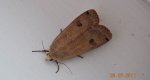 Rolnica tasiemka (Noctua pronuba)