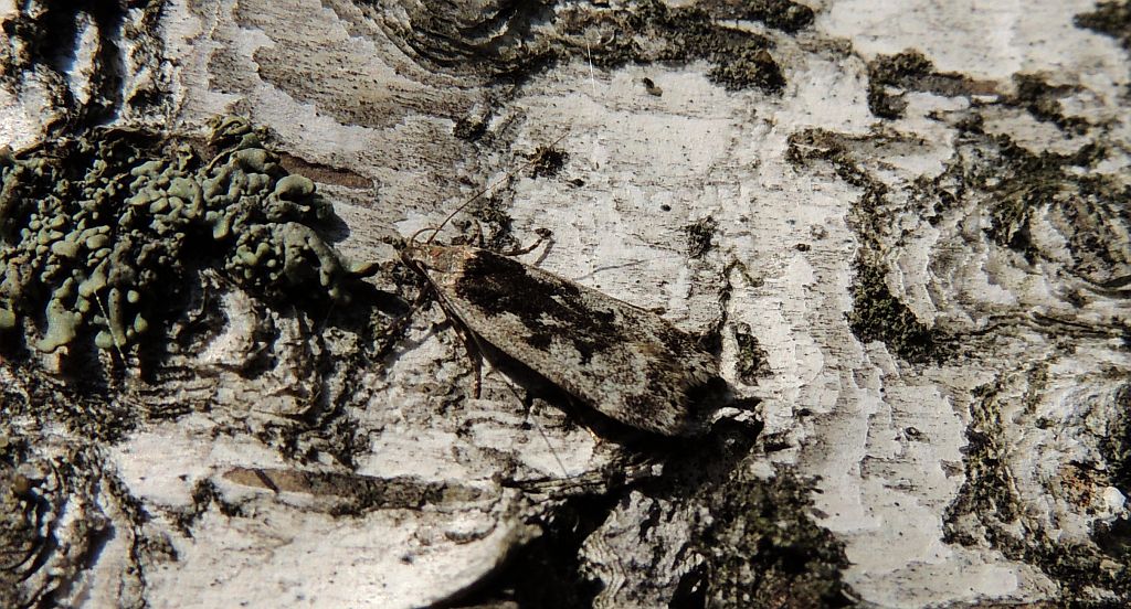 Epinotia solandriana