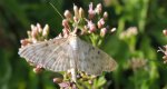 Anania perlucidalis