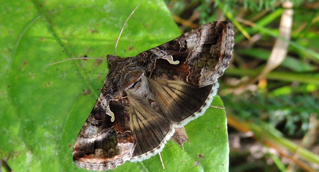 Błyszczka jarzynówka (Autographa gamma)