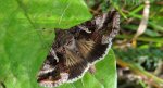 Błyszczka jarzynówka (Autographa gamma)