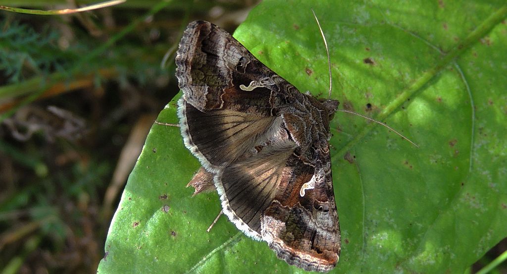 Błyszczka jarzynówka (Autographa gamma)