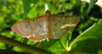 Anania perlucidalis