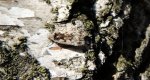 Epinotia solandriana