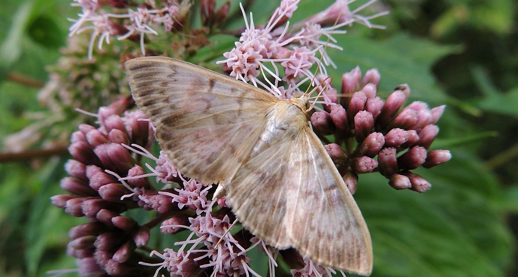 Anania perlucidalis
