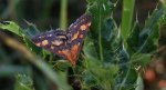 Pyrausta purpuralis