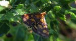 Pyrausta purpuralis