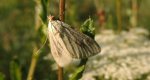 Sitochroa palealis