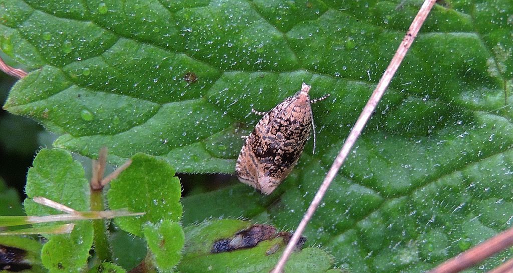 Celypha lacunana
