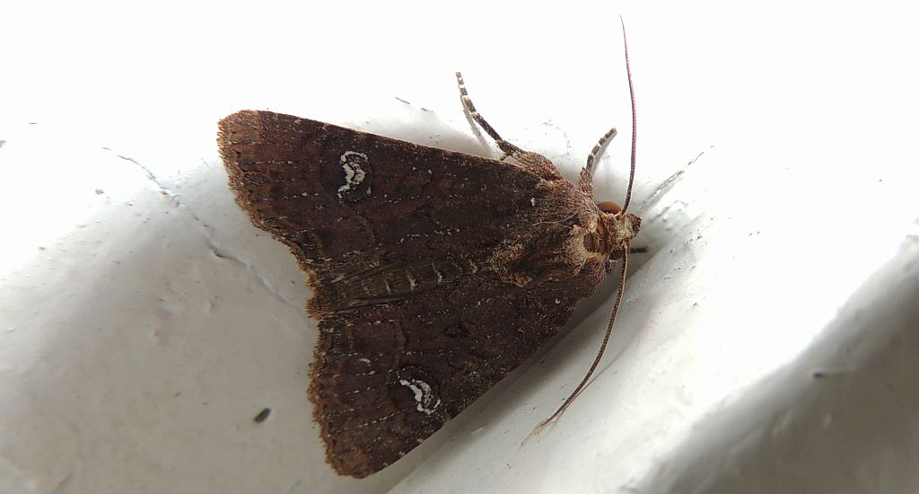 Piętnówka rdestówka (Melanchra persicariae)