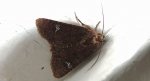 Piętnówka rdestówka (Melanchra persicariae)
