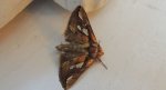 Plusia putnami