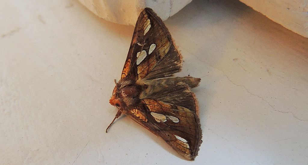 Plusia putnami
