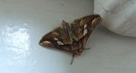 Plusia putnami